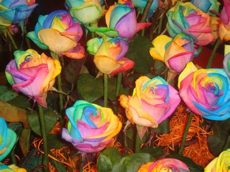 Rainbow Flowers Wallpapers On Wallpaperdog