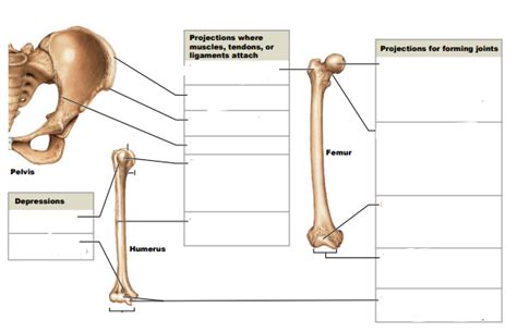Bone Markings Diagram Quizlet