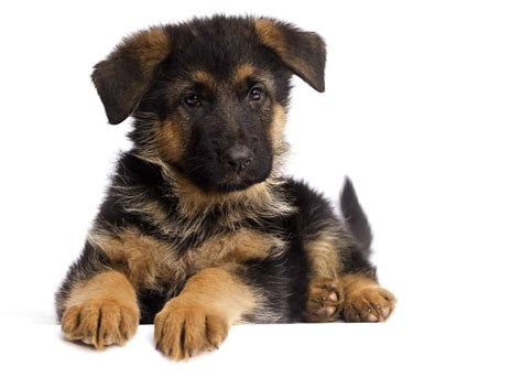 If the ears of your german shepherd are not erect after his fifth month, and this is the look you desire, you may want to contact your veterinarian or breeder. German shepherd puppy checklist: Chew toys, bed, crate ...