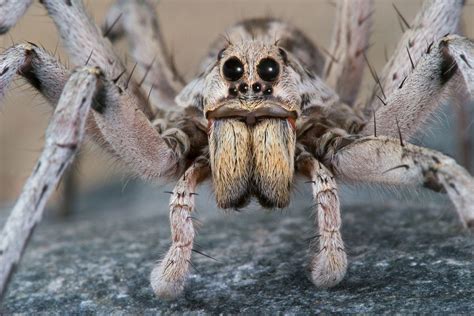 Wolf Spiders Wallpapers Wallpaper Cave
