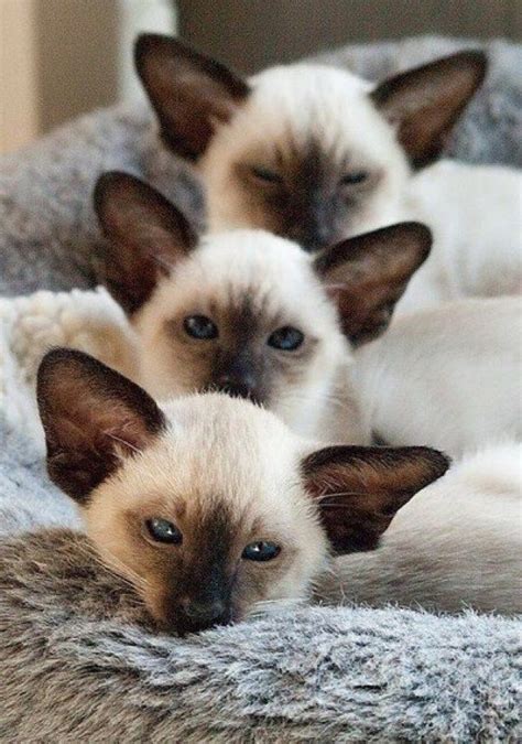 223 Best Siamese Kittens Images On Pinterest Siamese Cats Cats And