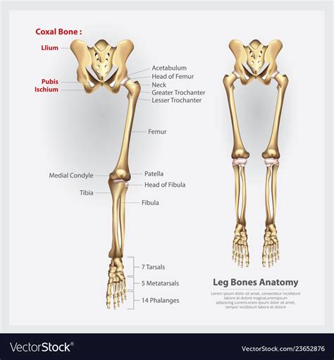 Leg Bones Diagram Leg And Knee Anatomy Bones Muscles Soft Tissues