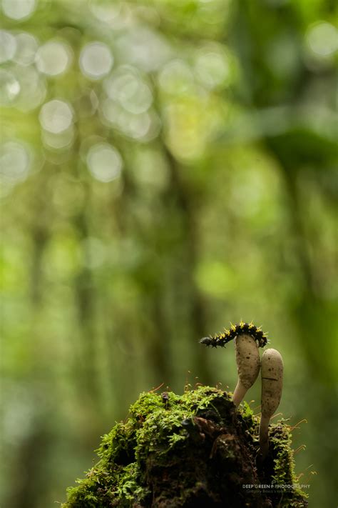 Technique 15 Tips For Rainforest Macro Photography — Deep Green