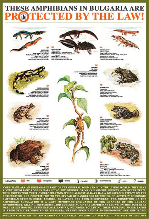 Graphic Art Exhibit Posters Section Bulgarian Amphibians Protected