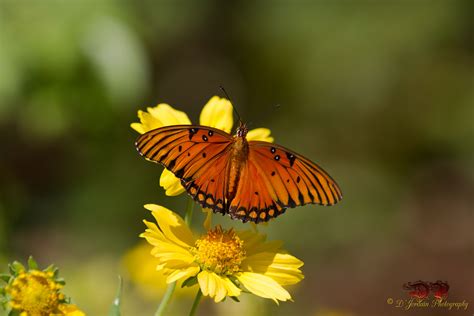 Butterflies Are Free To Fly Nature Animals Photography