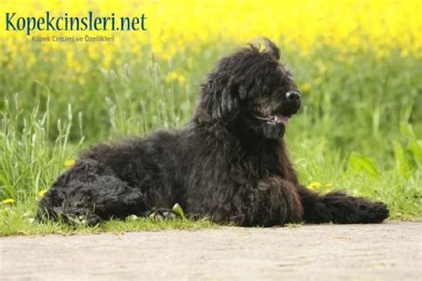 Portekiz su köpeği balıkçılar tarafından yetiştirilmiş ve eğitilmiş bir köpektir. Portekiz Su Köpeği Özellikleri ve Bakımı