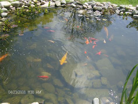 Goldfish In The Dark: The Unexpected Discovery!