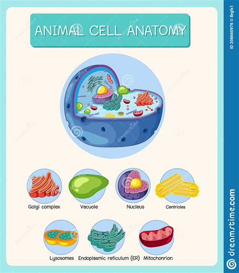 Anatomia Del Diagramma Di Biologia Delle Cellule Animali Illustrazione
