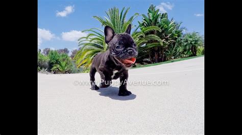 4700 blk of seminole dr. Caitlyn the tiny AKC french bulldog female puppy beautiful ...