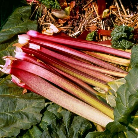 Rhubarb Victoria Bare Root Crowns Grow Your Own Free Uk Delivery