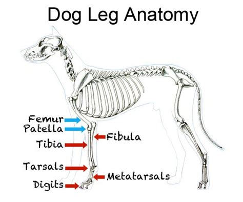License image the bones of the leg are the femur, tibia, fibula and patella. 9 best images about Bully Max Joint Supplements For Dogs on Pinterest | For dogs, The o'jays and Of