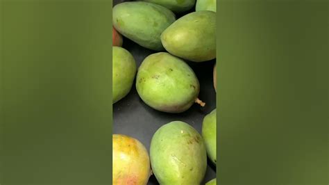 If You Suck These Mangoes From Trinidad And Tobago You Will Live A Happy Life Youtube