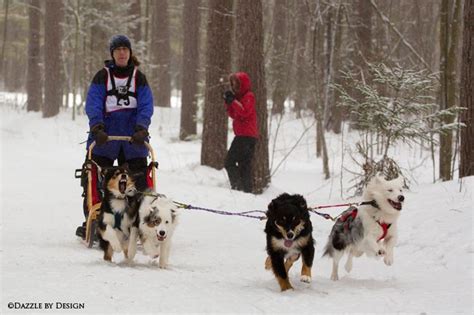 Australian Shepherds Pulling A Sled So They Can Do This Too Aussome