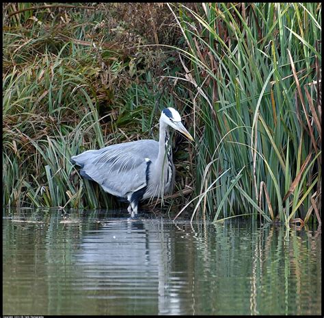 Grey Heron Taken At Caen Hill Locks Paul Birchenough Flickr