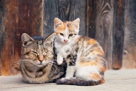 Cute Farm Cats Stock Photo Royalty Free Freeimages