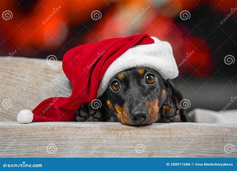 Adorable Dachshund Dog In Santa Hat Lies On Cozy Couch Stock Photo