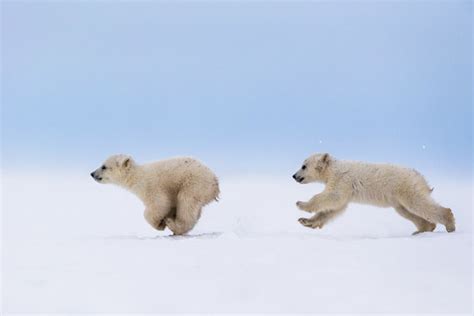 20 Adorable Photos Of Baby Polar Bears That Will Melt Your Heart