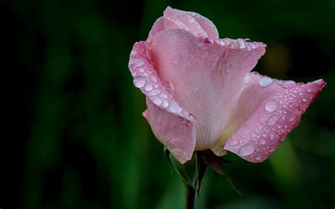 วอลเปเปอร์ ดอกไม้ ดอกกุหลาบ สีชมพู หยด 1680x1050 Wallhaven