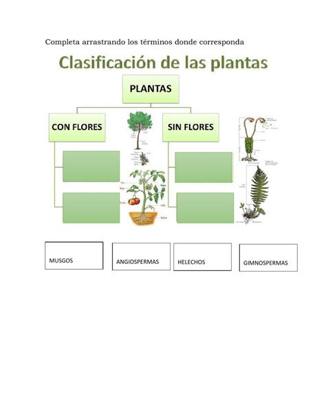Actividad Interactiva De Clasificaciòn De Las Plantas