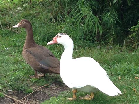 How to tell the females from the males without venting. Muscovy ducklings males or females?