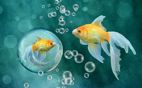 خلفيات سمكة ذهبية احلى صور للسمكة الذهبية 2022 Goldfish Wallpapers