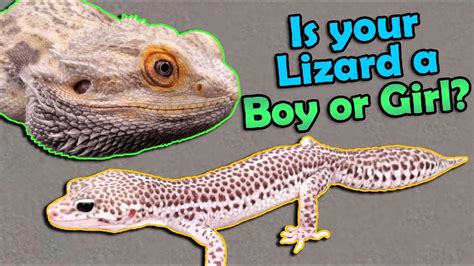 How To Sex Bearded Dragons And Leopard Geckos Youtube