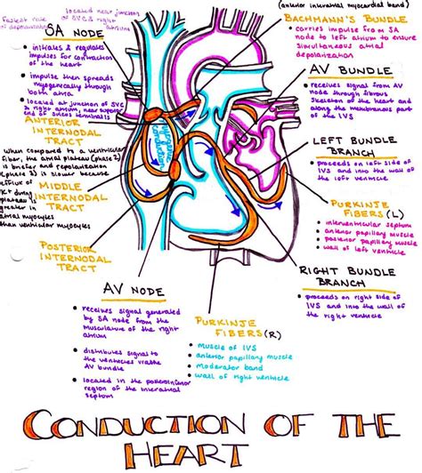 Conduction System Of The Heart Heart Heartbeat Electric Conduction Cardio Hearts