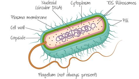 Prokaryotic Cell Anatomy