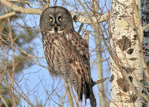 Great Grey Owl In Birch Tree Photograph By Roxanne Distad