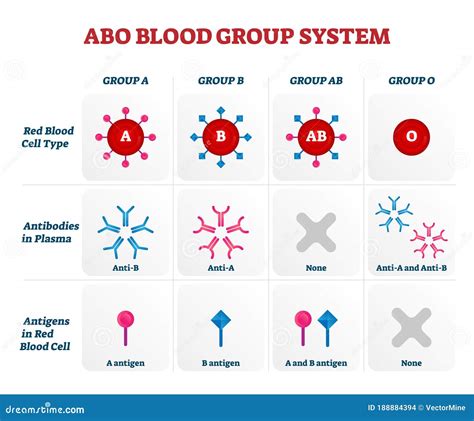 Abo Blood Group Types Vector Illustration Chart Stock Vector