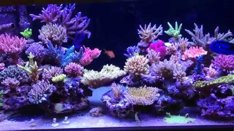 Krzysztof Trycs Reef Tank System With Npreducing Biopellets Part 3