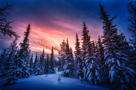 Hd Wallpaper Nature Forest Sky Winter Snow Clouds Wallpaper Flare