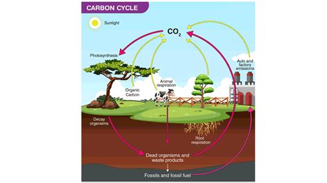 How Is The Carbon Cycle Connected To Global Warming