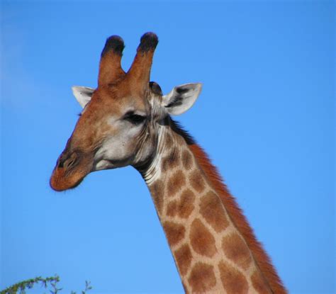 File:South African Giraffe, head.jpg