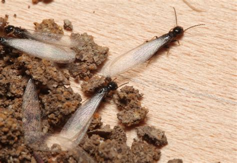 Expert Beware Of Insect Pests That Can Reduce Your Homes Value