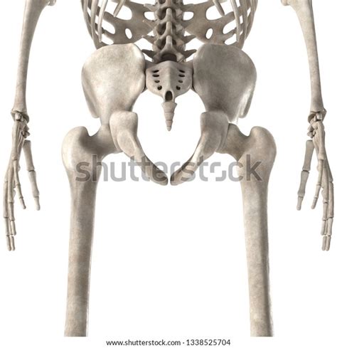 3d Render Male Skeleton Hips Stock Illustration 1338525704 Shutterstock
