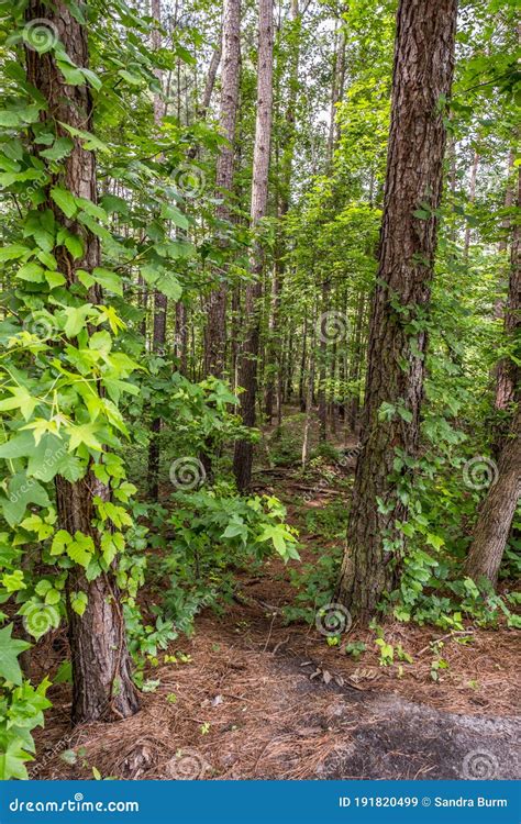 Hidden Trail In The Forest Stock Image Image Of Fresh 191820499