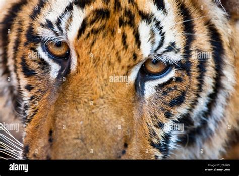 Portrait Indochinese Tiger Or Corbetts Tiger Panthera Tigris