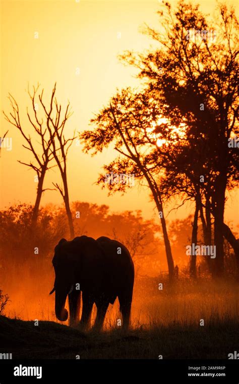 African Elephant At Sunset Hi Res Stock Photography And Images Alamy
