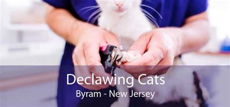 Declawing Cats Byram Cosmetic Feline And Laser Declawing Cats