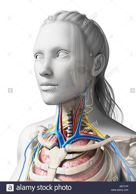 3d Rendered Illustration Of The Female Anatomy Stock Photo Alamy