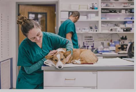 Is Davis Animal Hospital The Best Animal Hospital In Pensacola Miss