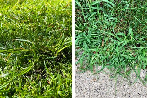 Crabgrass Vs Quackgrass Understanding The Key Differences