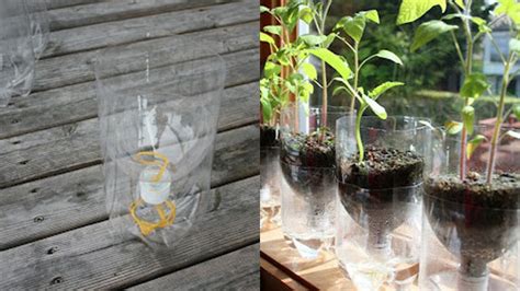 Turn A Plastic Bottle Into A Self Watering Planter