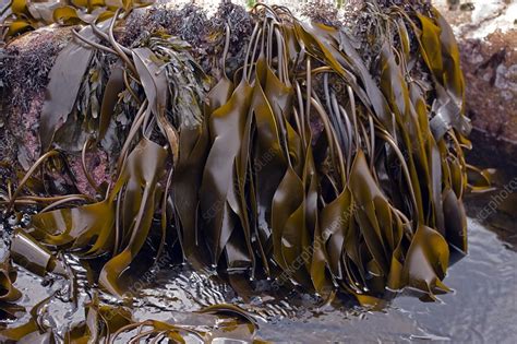 Kelp Seaweed Stock Image C0178437 Science Photo Library