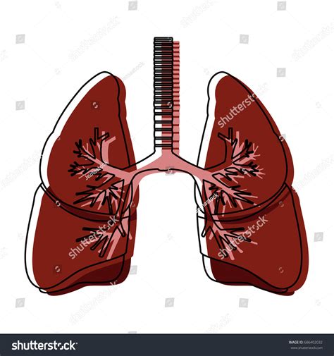 Human Lungs Anatomy Medical Organ Respiration Stock Vector Royalty