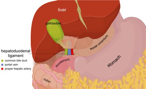 Meaning of ligamentum falciforme hepatis medical term. Eş anlamlı terimler: