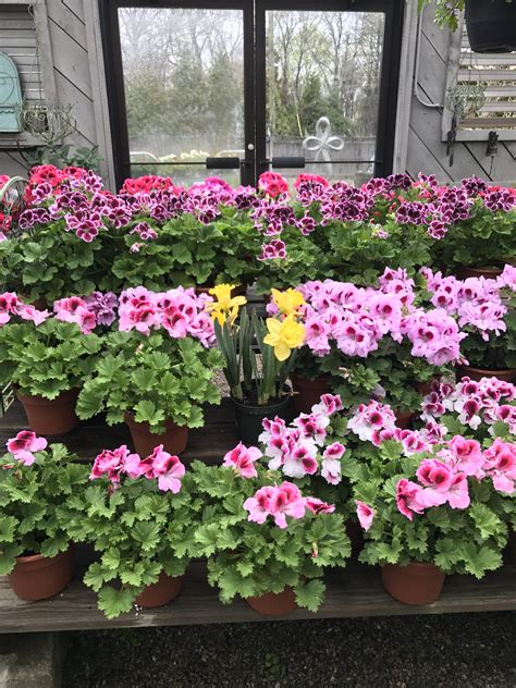 Regal Geraniums Martha Washington Crystal Lake Garden Shop