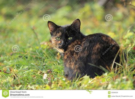 Whether your kitty is a male or a female. Black-and-brown cat stock image. Image of black, grass ...