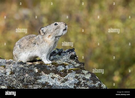Collared Pika Aka Rock Rabbit O Conejo El Parque Nacional Denali